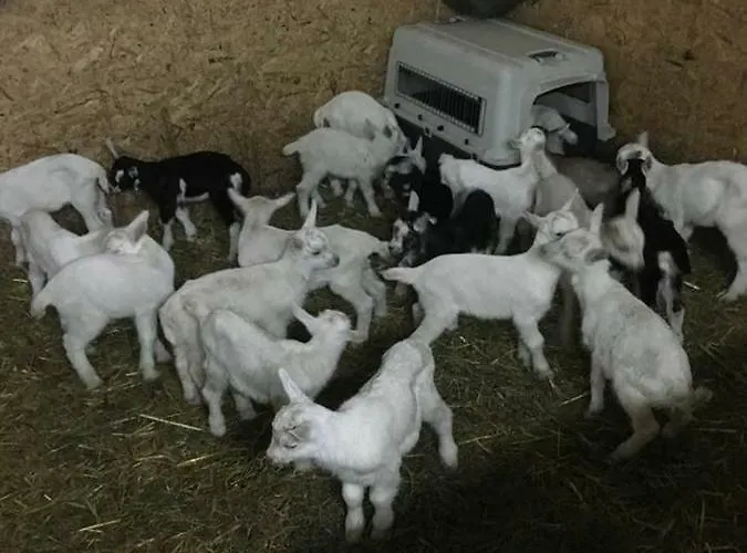 Uhlerhof Apartamento